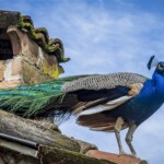 Buck Myers - Color Buck Myers - Color