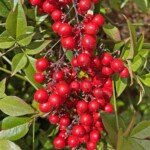 Michael Hamilton - Color Michael Hamilton - Color