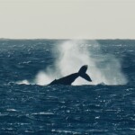 David Drachsler - Whale watching David Drachsler - Whale watching