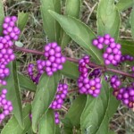 Elizabeth Lonoff - Beauty Berry Elizabeth Lonoff - Beauty Berry