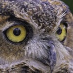 Fritz Ernst - Owl up close and Personal Fritz Ernst - Owl up close and Personal