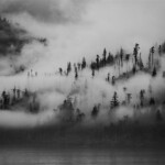 Fritz Ernst - Fog shrouded trees Fritz Ernst - Fog shrouded trees