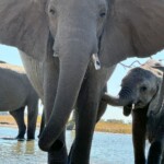 Kathy Dillon - Elephants seen on Safari Kathy Dillon - Elephants seen on Safari