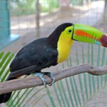 Michael Hamilton - Toucan Michael Hamilton - Toucan