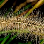 Ray Bednarsky - Tall Grass Ray Bednarsky - Tall Grass