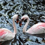 Ray Bednarsky - Flamingoes Ray Bednarsky - Flamingoes