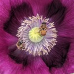 Richard Ackerman - Bees in the Flower Richard Ackerman - Bees in the Flower