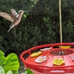 Richard Ackerman - Hummingbird at the Feeder Richard Ackerman - Hummingbird at the Feeder