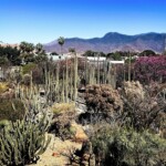 Richard Steelman - Native plants - Oaxaca, Mexico Richard Steelman - Native plants - Oaxaca, Mexico