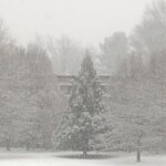 Arlene Gribben - February Arlene Gribben - February