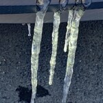 Charlotte Rosenfield - February Charlotte Rosenfield - February