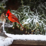 Doug O'Boyle - February - Backyard birds Doug O'Boyle - February - Backyard birds