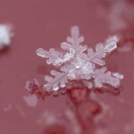 Fritz Ernst - February - Snowflake Closeup Fritz Ernst - February - Snowflake Closeup