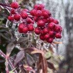 Kathy Dillon - February Kathy Dillon - February