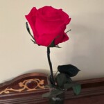 Mary Lu Bednarsky - February Mary Lu Bednarsky - February