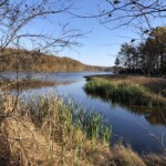 Arlene Gribben - Bending Shoreline and branches Arlene Gribben - Bending Shoreline and branches