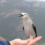 Ray Bednarsky - A bird in the hand Ray Bednarsky - A bird in the hand