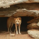 Elizabeth Lonoff - Framing Elizabeth Lonoff - Framing