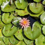 Jona Wheeler - Framing Jona Wheeler - Framing