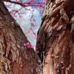 Linda LeDuc - Framing Linda LeDuc - Framing