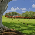 Ray Bednarsky - Shadows Ray Bednarsky - Shadows