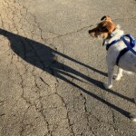 Richard Martin - Shadows Richard Martin - Shadows