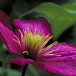 Buck Myers - Clematis Buck Myers - Clematis