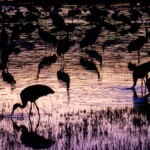 Doug O'Boyle - Sandhill Cranes Doug O'Boyle - Sandhill Cranes