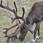 Michael Hamilton - Caribou Michael Hamilton - Caribou