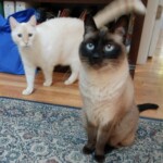 Richard Martin - Cats Richard Martin - Cats