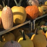 Jon Lathey - Food Jon Lathey - Food