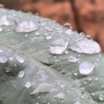 Elizabeth Lonoff - Water Elizabeth Lonoff - Water