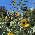 Charlotte Rosenfield1 Charlotte Rosenfield1