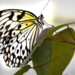 Doug O'Boyle - White Butterfly Doug O'Boyle - White Butterfly