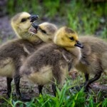 Fritz Ernst - Chicks Fritz Ernst - Chicks