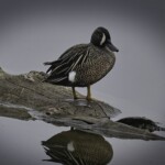 Fritz Ernst - Duck Fritz Ernst - Duck