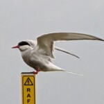 Jona Wheeler1 Jona Wheeler1