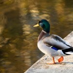 Matt Burns1 Matt Burns1